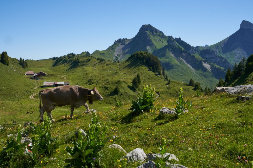 Wanderung Schynige Platte First